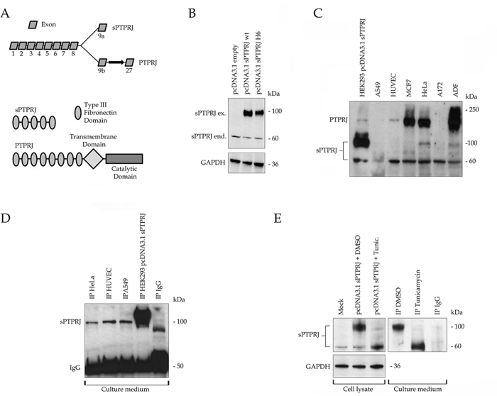 sPTPRJ is an endogenously expressed protein with extracellular localization and different glycosylation states.