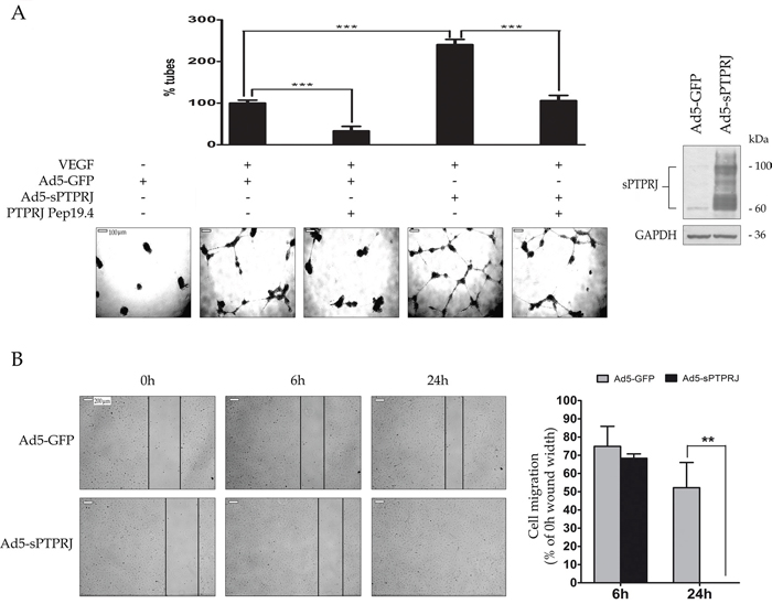 sPTPRJ protein increases tube formation and cell migration.