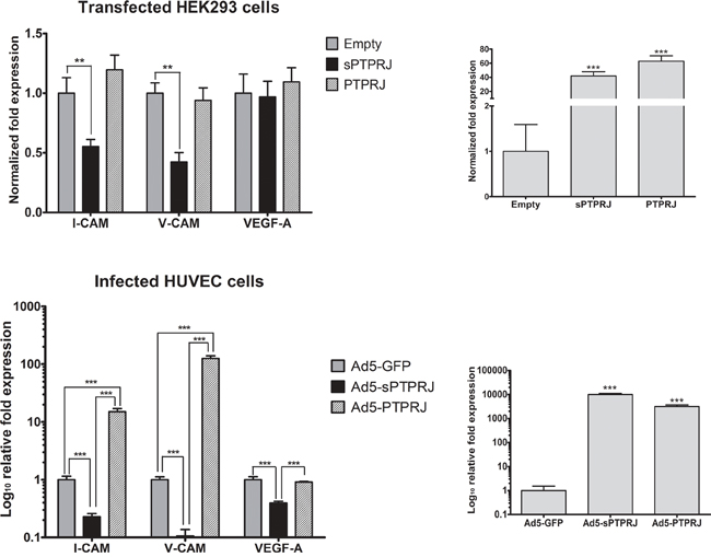 sPTPRJ overexpression affects I-CAM and V-CAM mRNA levels.