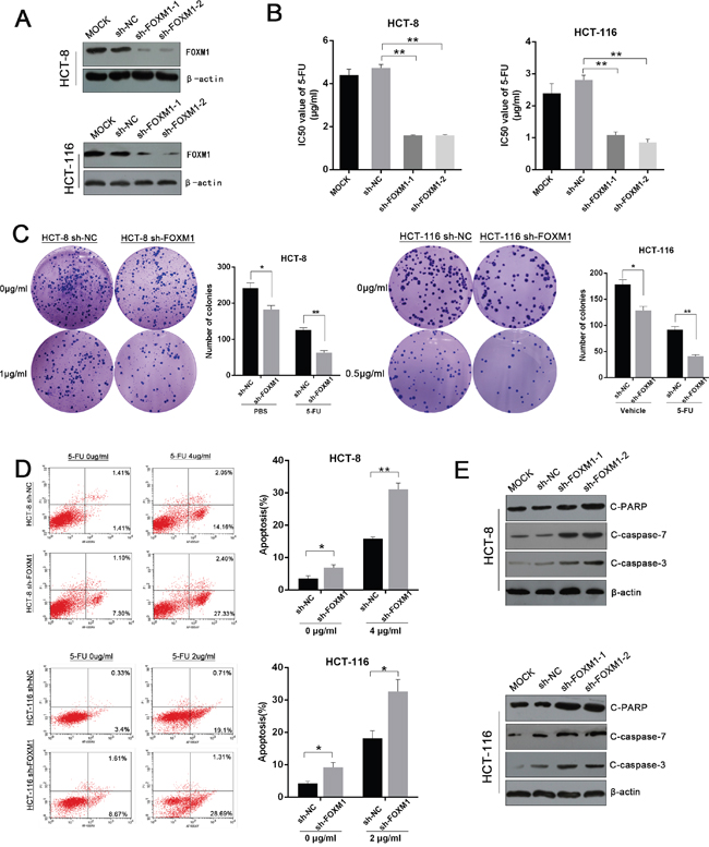 Silencing of FOXM1 restores the sensitivity of CRC to 5-FU.