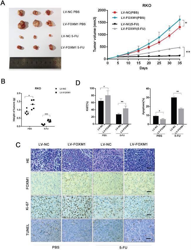 FOXM1 enhances CRC resistance to 5-FU in vivo.