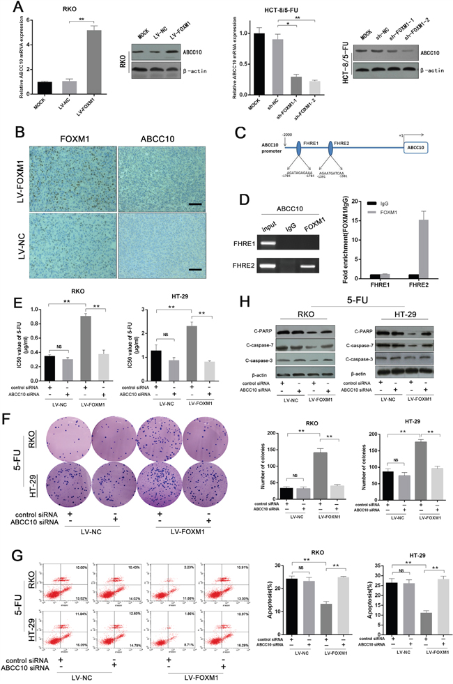 FOXM1 promotes 5-FU resistance by directly enhancing ABCC10 transcription.