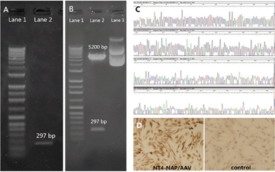 Construction and identification of NT4-NAP/AAV.