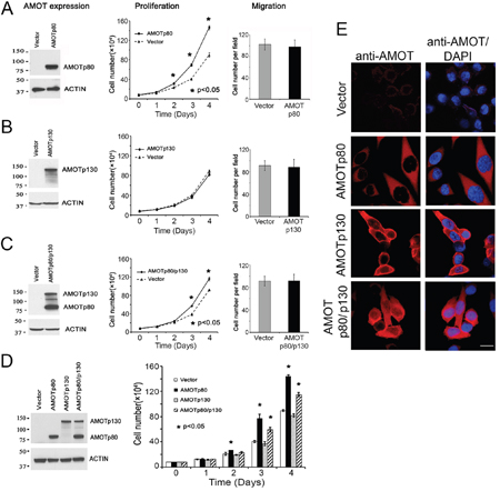 Effect of AMOT on the proliferation and migration of PC3-mm2 cells.