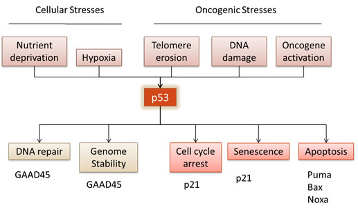 Tumour suppressor p53 regulates numerous cell responses.