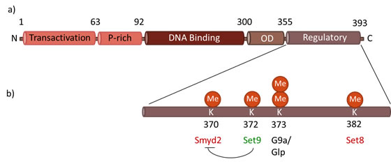 Functional domains of p53.