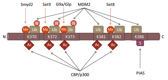 Post-translational modifications in the Carboxyl-terminal Domain of p53.