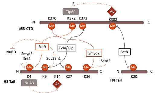 Parallels in interplay between PTMs in p53 and histones.