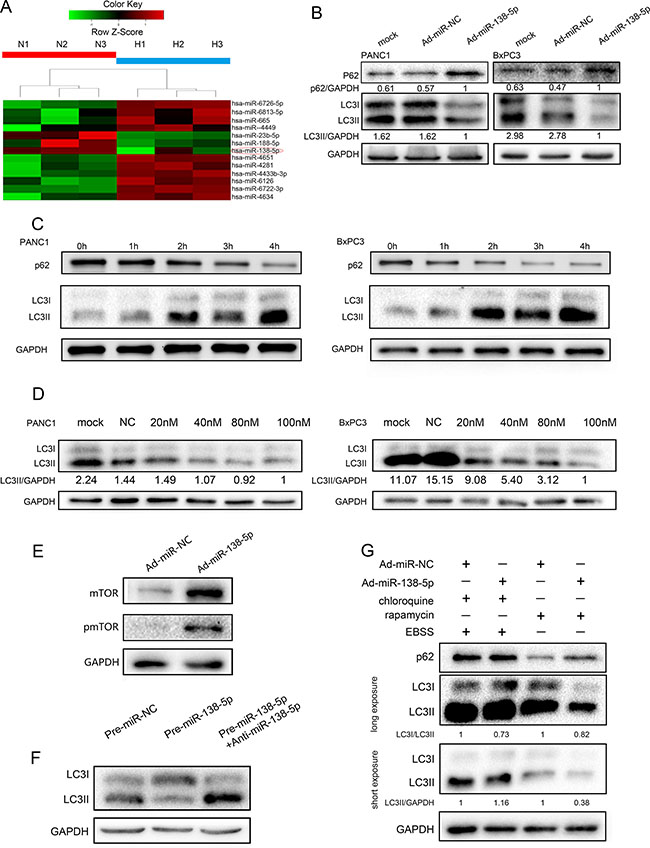 miR-138-5p inhibits the autophagy flux in pancreatic cancer cells.
