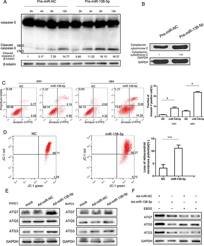 miR-138-5p promotes apoptosis and regulates autophagy in a manner independent of the ATG pathway.