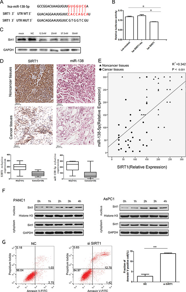 miR-138-5p inhibits autophagy by directly regulating the expression of SIRT1.