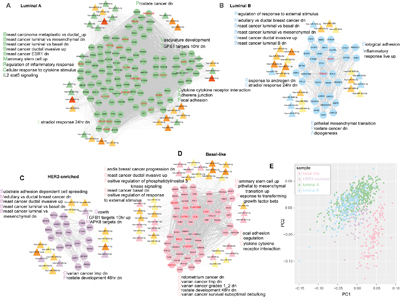 Subtype specific ceRNA hubs contribute to breast cancer subtype phenotype.