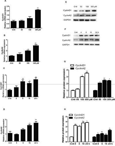 Effects of uric acid on the expressions of cyclin D1 and cyclin A2 in mesangial cells.