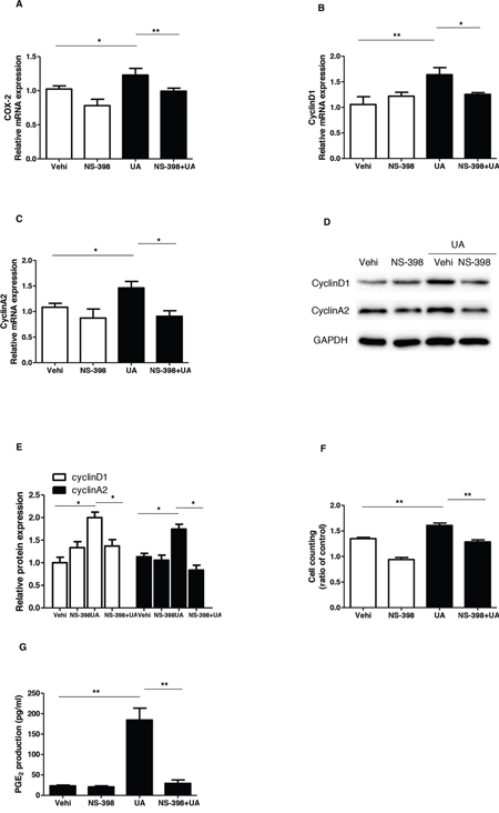 Effect of COX-2 specific inhibitor NS-398 on uric acid-induced mesangial cell proliferation.