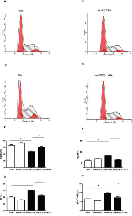 Silencing mPGES-1 ameliorated uric acid-induced cell cycle progression in mesangial cells.