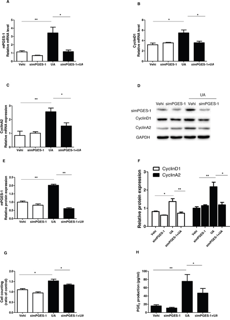 Silencing mPGES-1 blocked uric acid-induced mesangial cell proliferation.