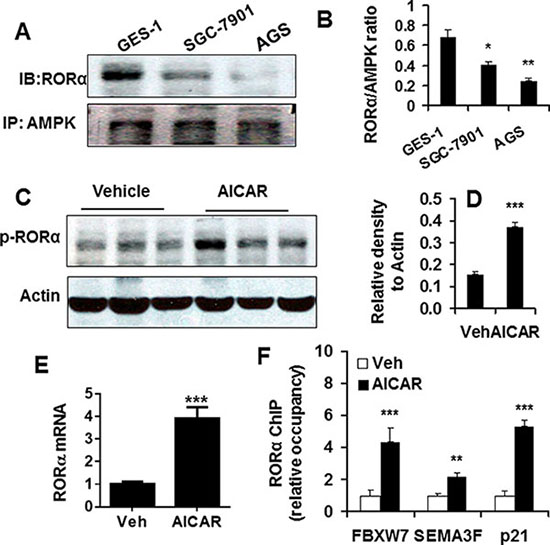 AMPK interacted ROR&#x03B1; and regulated its activity and levels.