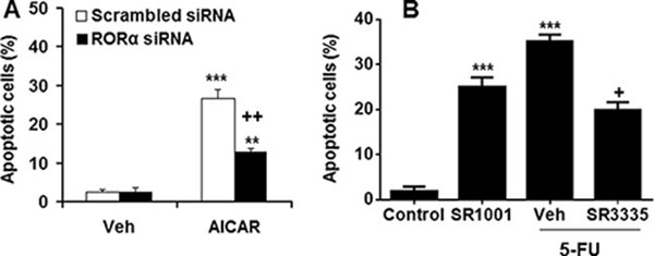 ROR&#x03B1; regulated apoptosis in human gastric cancer cells.