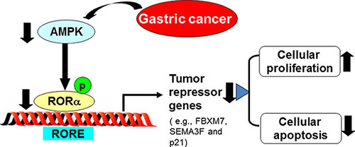 Schematic figure of our findings.