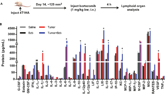 Modulation of cytokine/chemokine expression by bortezomib in 4T1HA tumor-bearing mice.