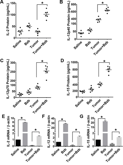 Effect of bortezomib administration on IL-2, IL-12, and IL-15 proteins and mRNA expression in vivo.