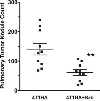 Effect of bortezomib on lung metastases of 4T1HA mammary tumor cells.
