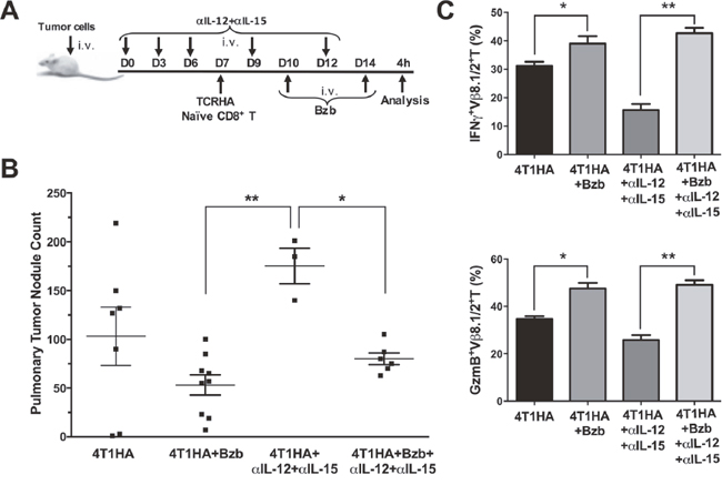Bortezomib counteracts IL-12 and IL-15 neutralization by enhancing CD8+T cell effector molecules and reducing pulmonary nodules of 4T1HA tumor cells.