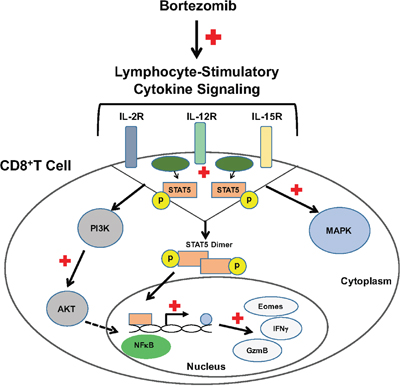 Bortezomib enhances cytokine receptor signaling to enhance the expression of CD8+T cell effector molecules.