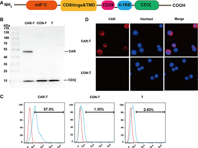 Generation and characterization of TF-CAR T cells in vitro.