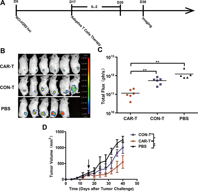 Growth suppression of established s.c. xenograft by TF-CAR T cells.