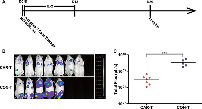 Metastasis suppression of TF-positive cancer cells by TF-CAR T cells.