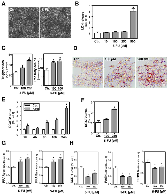Effect of 5-FU on hepatocellular viability and lipid accumulation.
