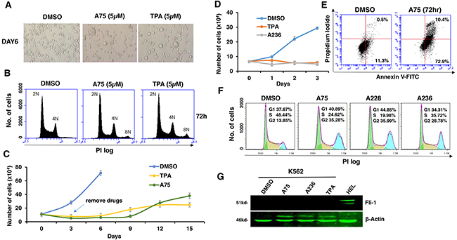 Fli-1 transactivating compounds block proliferation, and induce polyploidy as well as attachment of Fli-1- expressing erythroleukemic cells in culture.