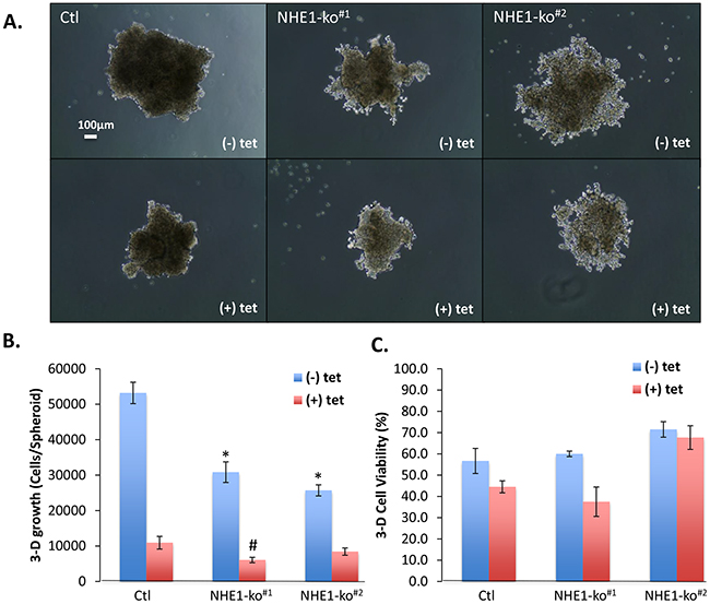 NHE1-ko and CA9-kd significantly impact 3-D spheroid growth characteristics.