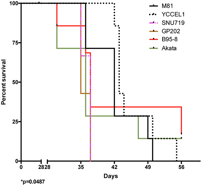 Survival in mice infected with various EBV strains.