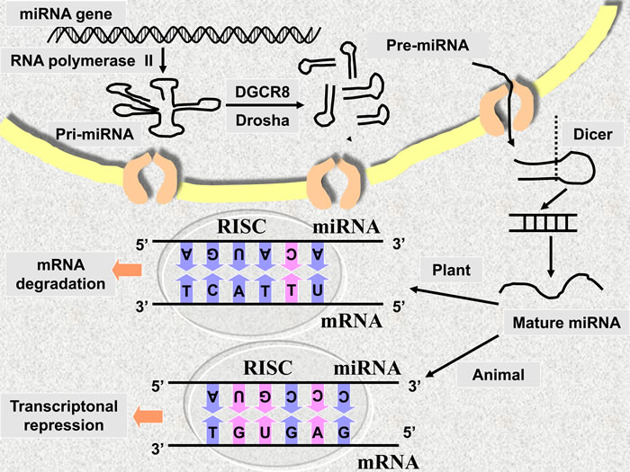 The mechanism of miRNA action.