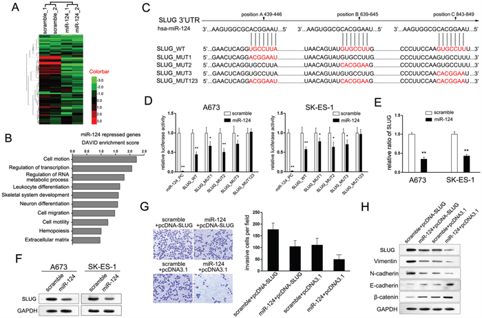 SLUG is involved in miR-124-mediated suppression of cell proliferation and invasion of ES cells.