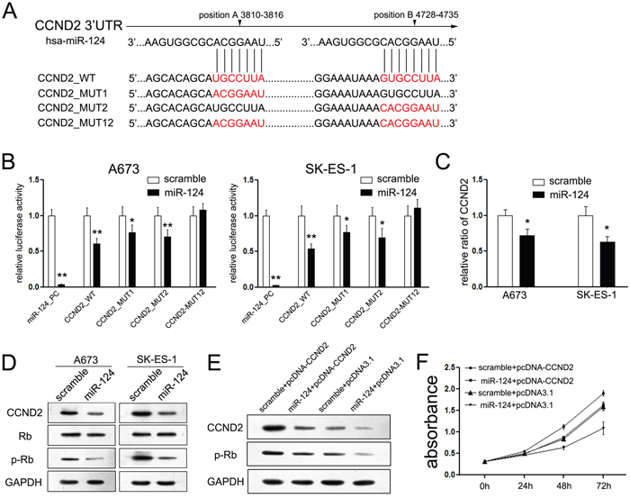 MiR-124 targets CCND2 gene in ES cells.