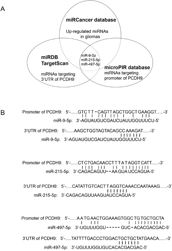 Integrative analysis of miRNAs targeting the promoter and 3&#x2019; UTR of PCDH9 in human gliomas.