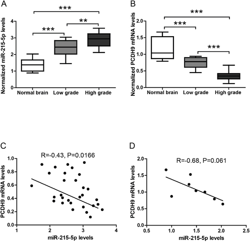 The expression levels of miRNAs and PCDH9 in human gliomas.