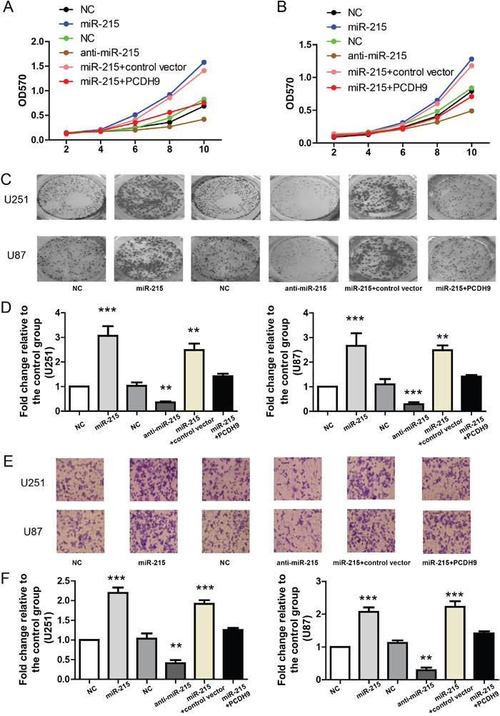 The miR-215-5p promotes glioma phenotypes via inhibiting PCDH9 expression.