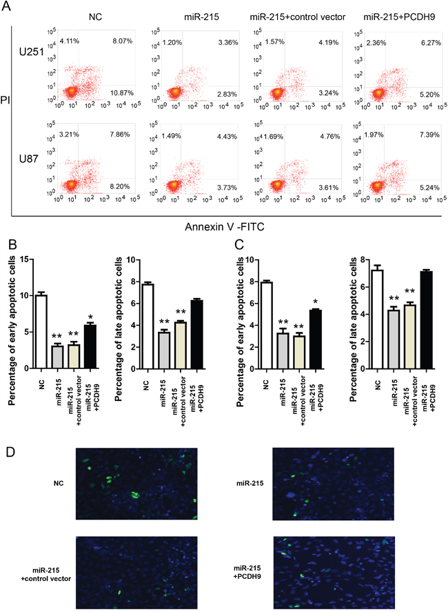 The miR-215-5p reduces glioma apoptosis via inhibiting PCDH9 expression.