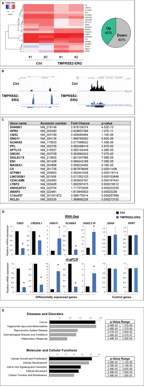 TMPRSS2-ERG fusion expression deregulates genes involved in cell migration, adhesion and skeletal physiology.