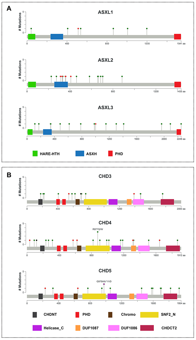 Mutational spectra of ASXL1-3 and CHD3-5 genes in breast cancer.