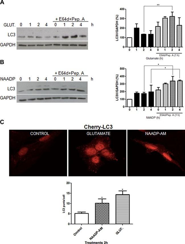Glutamate and NAADP induce autophagy in astrocytes.