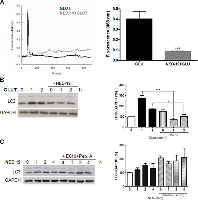 NED-19 inhibits Ca2+ release and autophagy induction by glutamate.
