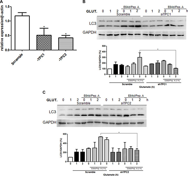 Glutamate induces autophagy through TPC1 and 2 activation.