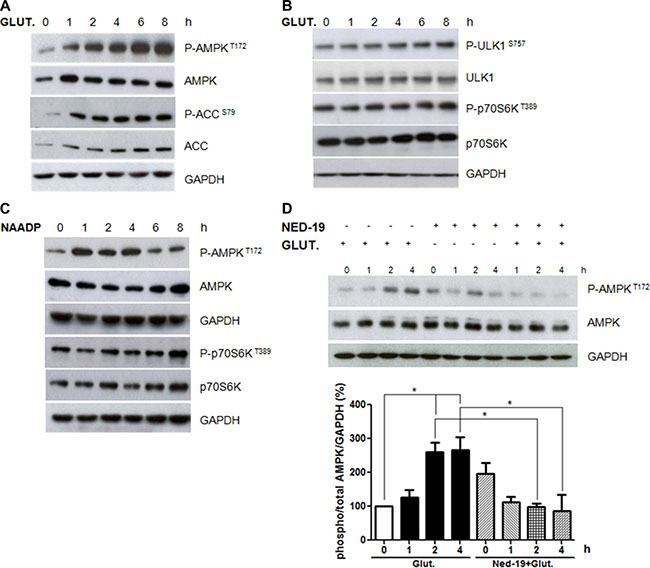 Role of AMPK and mTORC1 pathways in autophagy induction by glutamate.