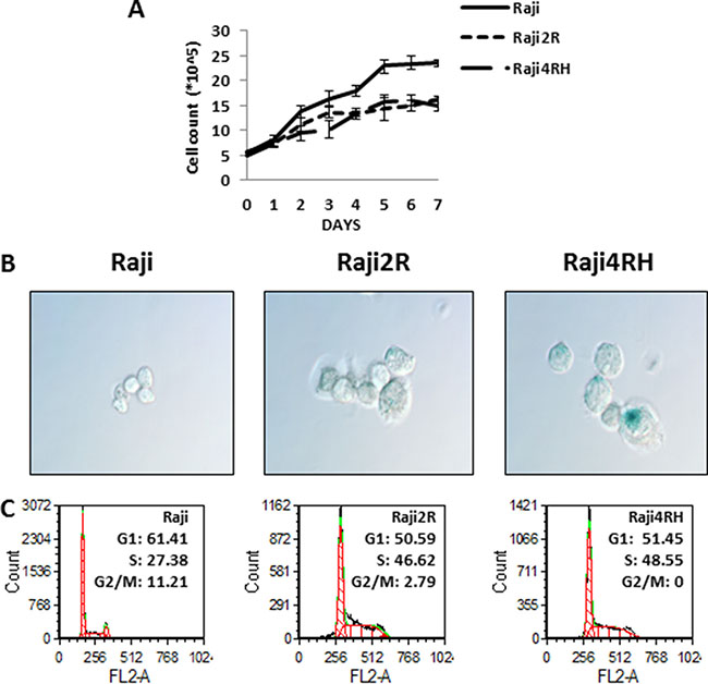 Differences in growth curves, senescence and cell cycle were found between RSCL and RRCL.