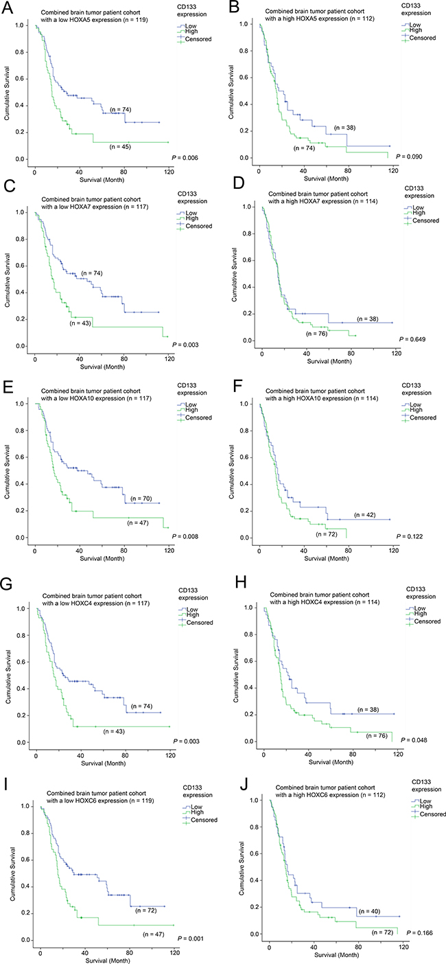 The association between CD133 mRNA expression and survival in glioma patients with different level of expression of HOX genes.